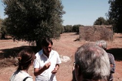 Xylella fastidiosa, Dario Stefàno: “Sfida durissima. Road map con il ministro Martina” - Corriere Salentino