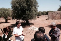 Xylella fastidiosa, Dario Stefàno: “Sfida durissima. Road map con il ministro Martina” - Corriere Salentino