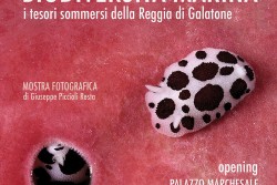 "Biodiversità marina": i tesori sommersi della Reggia di Galatone nella mostra fotografica di Giuseppe Piccioli Resta - Corriere Salentino