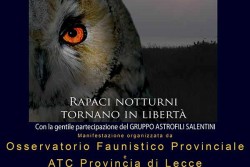 Rapaci notturni tornano in libertà: il 27 agosto a Melendugno la III° edizione de "I Signori della Notte" - Corriere Salentino