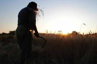 mietitura-grano-biologico