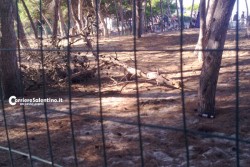 Recintata ma dovunque si bivacca, come uccidere una pineta - Corriere Salentino