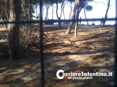 pineta-torre-dell'orso-(6)