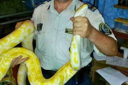 Deteneva illegalmente animali esotici pericolosi, denunciato un 32enne - Corriere Salentino