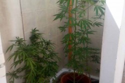 Piante di marijuana in casa, nei guai una 19enne - Corriere Salentino