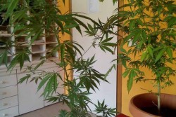 Piante di marijuana in casa, nei guai una 19enne - Corriere Salentino