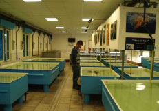 Tra un mese l'inaugurazione dell'acquario di Nardò: ci saranno i relitti dei fondali di Santa Caterina - Corriere Salentino