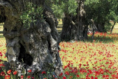 albero-secolare-e-papaveri