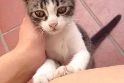 Azzurrino, gattino smarrito in zona Cannole - Corriere Salentino