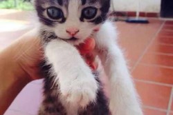 Azzurrino, gattino smarrito in zona Cannole - Corriere Salentino