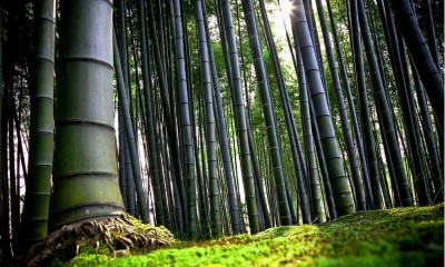 foresta-di-bambu