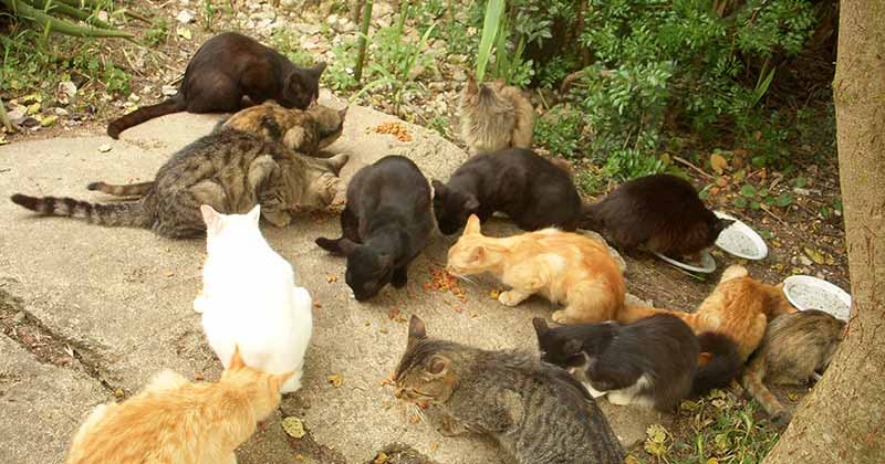Dà da mangiare ai gatti randagi e riceve lettera minatoria: indaga la Procura