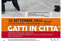 "Gatti in Città", al via il progetto pilota per la gestione delle colonie feline - Corriere Salentino