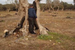 Porto Cesareo Onlus: "Giù le mani dagli alberi monumentali della Sarparea" - Corriere Salentino