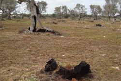 Porto Cesareo Onlus: "Giù le mani dagli alberi monumentali della Sarparea" - Corriere Salentino