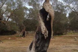 Porto Cesareo Onlus: "Giù le mani dagli alberi monumentali della Sarparea" - Corriere Salentino