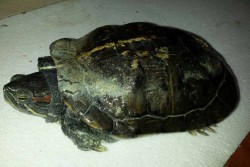 Deteneva illegalmente animali esotici pericolosi, denunciato un 32enne - Corriere Salentino