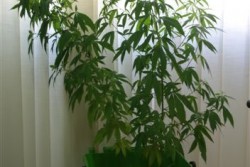 Carabinieri in azione con l'elicottero, in cinque dovranno fare i conti con la giustizia - Corriere Salentino