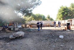 Trovati animali sporchi e denutriti, nei guai 83enne leccese - Corriere Salentino