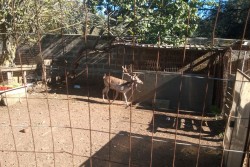 Trovati animali sporchi e denutriti, nei guai 83enne leccese - Corriere Salentino