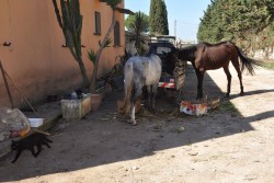 Trovati animali sporchi e denutriti, nei guai 83enne leccese - Corriere Salentino