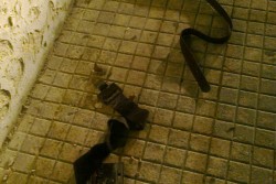 Pestato con cinghie e bottiglie, 42enne trovato con la testa rotta in via Duca degli Abruzzi - Corriere Salentino