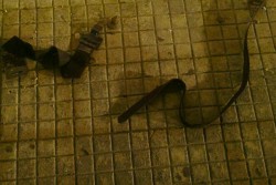 Pestato con cinghie e bottiglie, 42enne trovato con la testa rotta in via Duca degli Abruzzi - Corriere Salentino