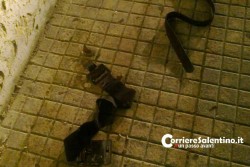 Pestato con cinghie e bottiglie, 42enne trovato con la testa rotta in via Duca degli Abruzzi - Corriere Salentino