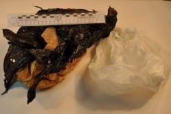 Raffica di perquisizioni dopo la rapina in tabaccheria: individuato uno dei banditi, arrestato un pusher - Corriere Salentino