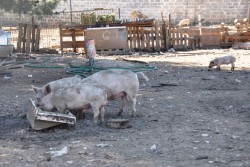 Trovati animali sporchi e denutriti, nei guai 83enne leccese - Corriere Salentino