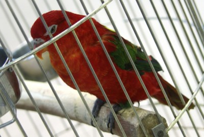 Rosso  pappagallo  in gabbia
