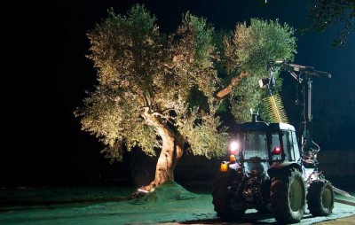 raccolta-notturna-olio