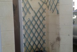 Sciacalli al cimitero: lettera di protesta al Comune - Corriere Salentino