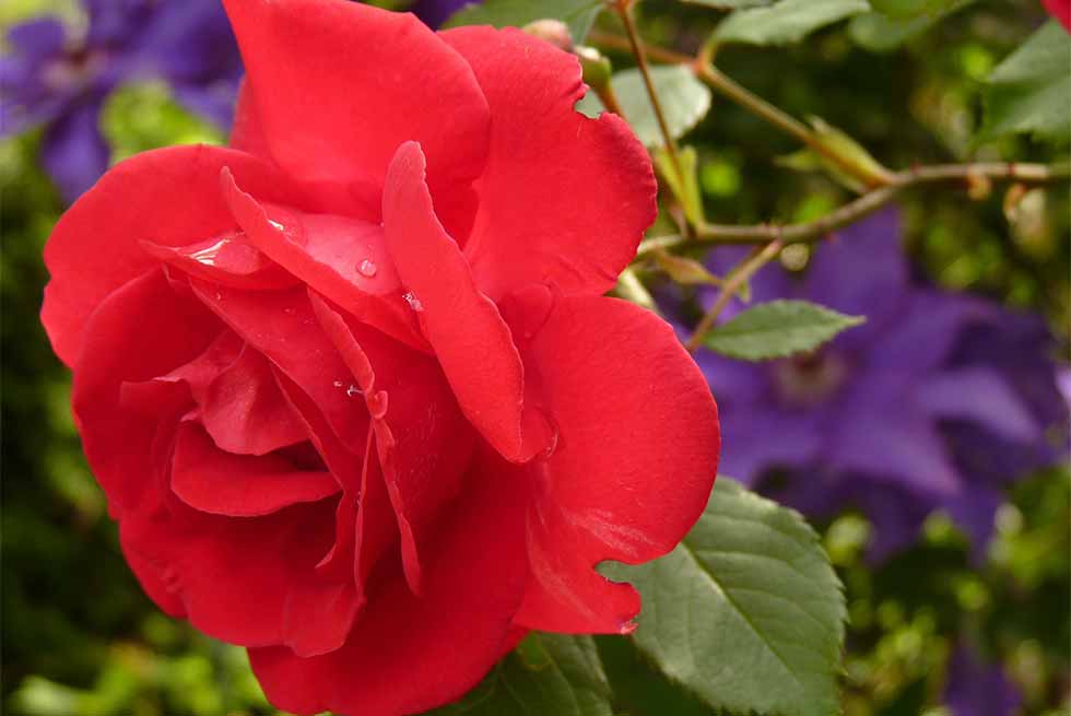 Festa mamma, Coldiretti Puglia: da bouquet a fiori che si mangiano