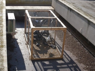 gabbia piccioni