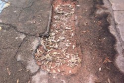 Dantes: "Viale Oronzo Quarta, un pessimo bigliettino da visita" - Corriere Salentino