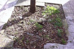 Piazza Bottazzi, Dantes: "Un’impresa camminare senza pericoli, proprio davanti all’ex Vito Fazzi" - Corriere Salentino