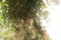 Cespuglio "stupefacente", vi erano nascosti oltre un chilo e mezzo di eroina:indagini in corso - Corriere Salentino