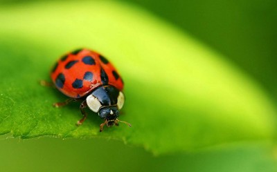 coccinella