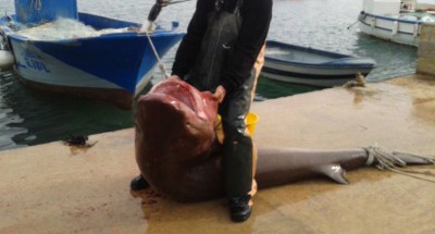 squalo torre san giovanni