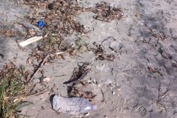 Dantes: "San Cataldo, una spiaggia lasciata a se stessa" - Corriere Salentino