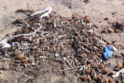 Dantes: "San Cataldo, una spiaggia lasciata a se stessa" - Corriere Salentino