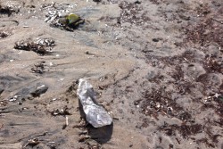 Dantes: "San Cataldo, una spiaggia lasciata a se stessa" - Corriere Salentino