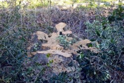 Ennesimo scempio ambientale, ulivi secolari tranciati per legna da ardere - Corriere Salentino