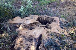 Ennesimo scempio ambientale, ulivi secolari tranciati per legna da ardere - Corriere Salentino