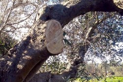 Ennesimo scempio ambientale, ulivi secolari tranciati per legna da ardere - Corriere Salentino