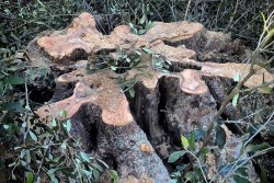 Ennesimo scempio ambientale, ulivi secolari tranciati per legna da ardere - Corriere Salentino