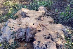 Ennesimo scempio ambientale, ulivi secolari tranciati per legna da ardere - Corriere Salentino