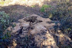 Ennesimo scempio ambientale, ulivi secolari tranciati per legna da ardere - Corriere Salentino