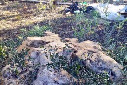 Ennesimo scempio ambientale, ulivi secolari tranciati per legna da ardere - Corriere Salentino